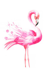 Pink flamingo on a white background, watercolor painting, illustration of animals