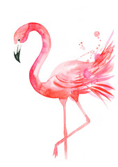 Pink flamingo on a white background, watercolor painting, illustration of animals