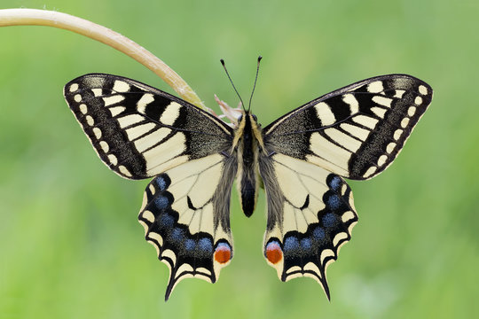 Una delle più belle farfalle al mondo, il Macaone (Papilio machaon)
