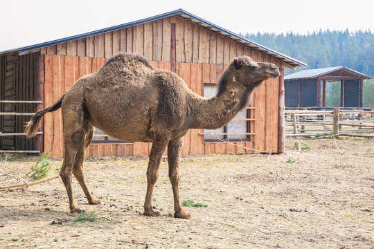 Camel farm in Raksi zoo. Big cammels in spring. Travel photo 2019.