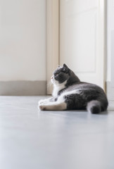 Cute British short-haired cat, indoor shooting