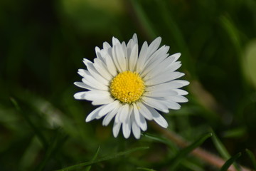 Gänseblümchen (Bellis perennis)
