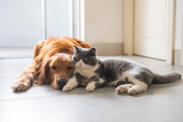 British short-haired cats and golden retriever dogs get along amicably