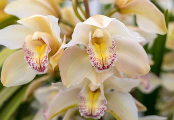 Naklejka na ściany i meble Close up of beauty yellow orchid flower
