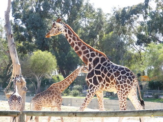 Giraffes of park sousse tunisia