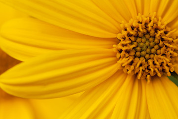 bright yellow beautiful flower of sunchoke