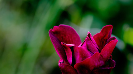Amazing rose blooming
