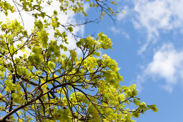 Young leaves and flowers of maples