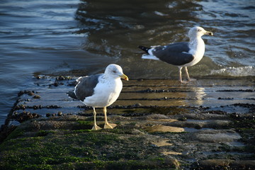 seagull on the beach