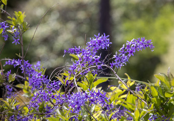 Petrea volubilis with purple decorative flowers in garden