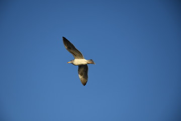 Fototapeta premium seagull in flight
