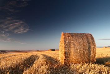 Round hay bale in field