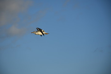 seagull in flight