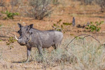 one warthog (phacochoerus aethiopicus) standing in dry savanna