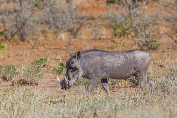 one warthog (phacochoerus aethiopicus) walking in dry grassland