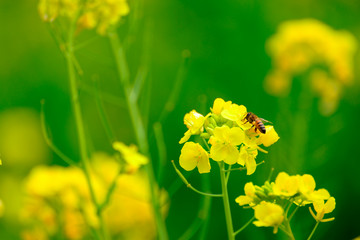 菜の花とミツバチ
