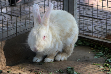 White rabbit sitting in the rabbit cage.