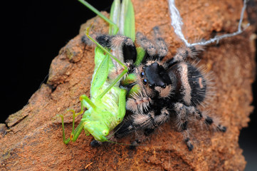 spider is eating grasshopper