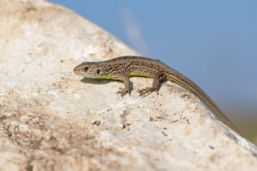 Juvenile european sand lizard on a rock
