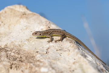 Juvenile european sand lizard on a rock
