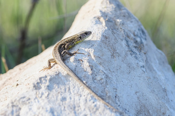 Juvenile european sand lizard on a rock