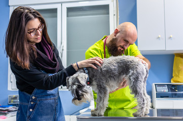 Veterinary consultation, veterinarian inspecting a schnauzer with the owner
