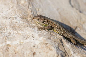 Juvenile european sand lizard on a rock