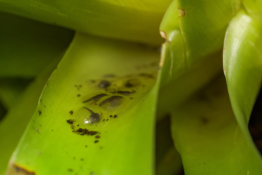 Poison Dart Frog Tadpoles In A Bromeliad