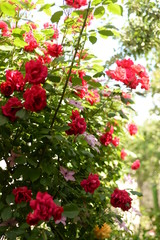 Beautiful pink and red climbing roses in spring in the botanic garden . green background