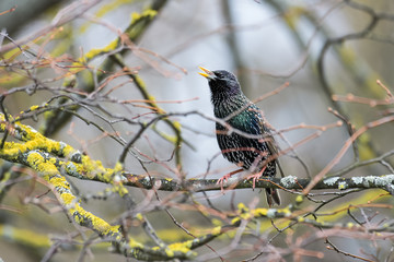 Starling sitting in a tree while singing