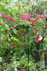 Fototapeta na wymiar Beautiful pink and red climbing roses in spring in the botanic garden . green background
