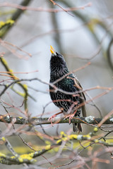 Starling sitting in a tree while singing