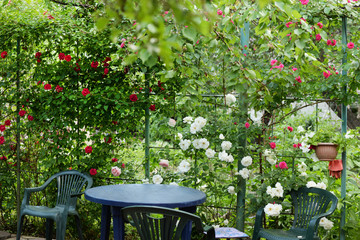 Red rose flower blooming in roses garden on background red roses flowers.