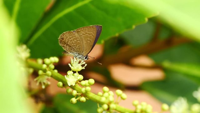 Butterfly (Common Ciliate Blue) feeding on flower at pang sida national park, Thailand.