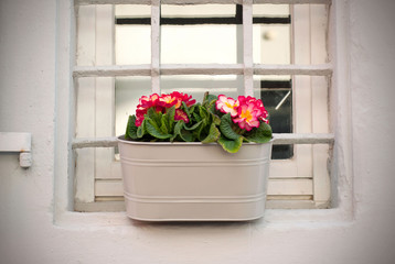Primula flowers pot with colorful flowers on the terrace in the spring. Pink primula flowers metallic beige in pots.