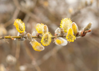 Willow (Salix caprea) branches with buds blossoming in early spring