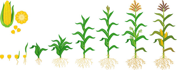 Life cycle of corn (maize) plant. Growth stages from seeding to flowering and fruiting plant isolated on white background