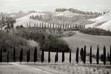 Rows of  cypresses in the characteristic tuscany landscape