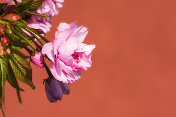 Makro einer japanischen Blütenkirsche