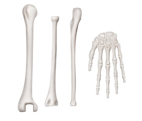 Separate Human forearm bone anterior view -3D Medical and Biomedical illustration- Healthcare- Human Anatomy and Medical Concept-Isolated on white background.