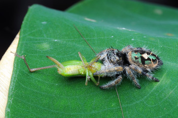 spider is eating grasshopper