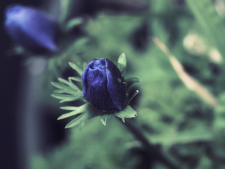 Anemone  coronaria - An&eacute;mone couronn&eacute;e ou coronaire aux corolles de couleur bleu-violet