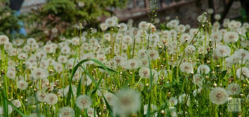 white flowers in the garden