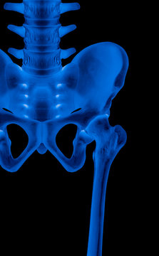 X-ray of lower half length human skeleton anterior view- 3D medical and Biomedical illustration- Human Anatomy and Medical Concept- Blue tone color