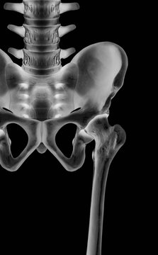 X-ray of lower half length human skeleton anterior view- 3D medical and Biomedical illustration- Human Anatomy and Medical Concept -Isolated on black background