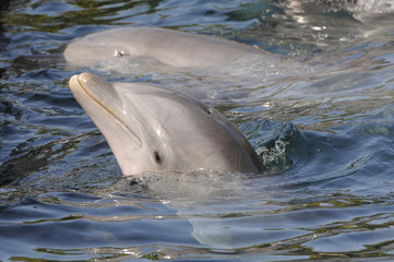 Obraz premium dolphin