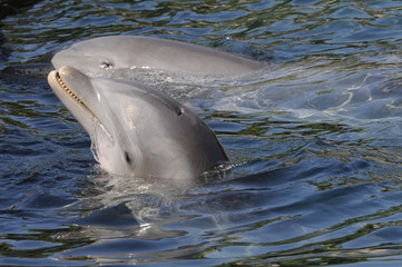 Fototapeta premium dolphin