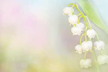 Spring background colorful . flowers lily of the valley blurred