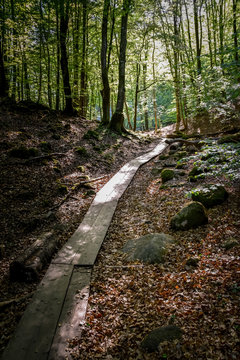 path in the forest Soderasens National park