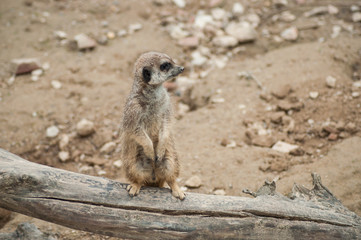 Fototapeta premium closeup of meerkat standing on branch